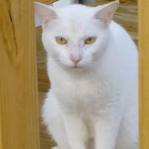 Meet your Posher, Susan